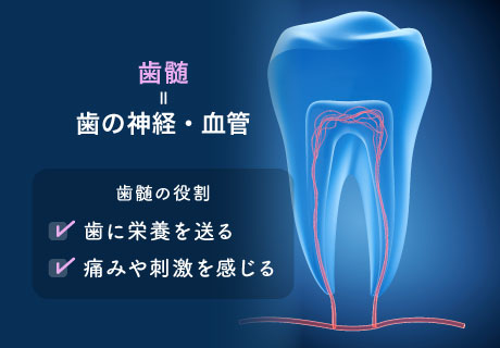 歯髄=歯の神経・血管 歯髄の役割は、歯に栄養を送る・痛みや刺激を感じる