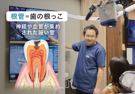 根管＝歯の根っこ 神経や血管が集約された細い管
